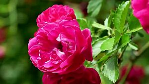 back in college my indian friend finally fucked me after hanging out with our group