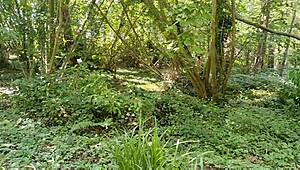 Wild outdoor doggystyle pounding in Brittany woods with massive cock bareback