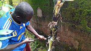 Oiled Young Babe Fucks Massive Plantain Deep In Garden Nature Heat!