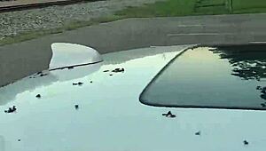 Wolfdaddy901 barebacks Impregnablelexa anal creampie in public park!