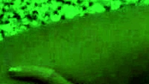 Wow! Alice Fire sucks huge cock before hotel pounding!