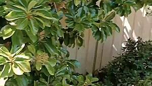 mature blonde cougar spreads huge shaved pussy lips in secret outdoor garden flashing