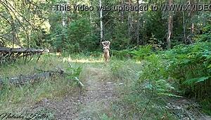 check out this foxy blonde flashing her big tits and ass outdoors like a total exhibitionist