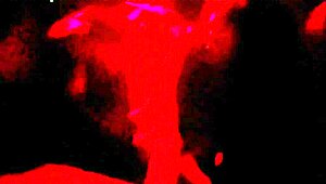 renatinha mello's big tits swing in wild cabin fuck!